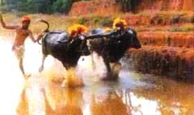 kambala.jpe